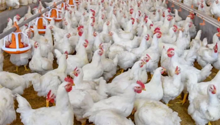 কাজী ফার্ম ও সাগুনাকে সাড়ে ৮ কোটি টাকা জরিমানা কাজী ফার্ম ও সাগুনাকে সাড়ে ৮ কোটি টাকা জরিমানা