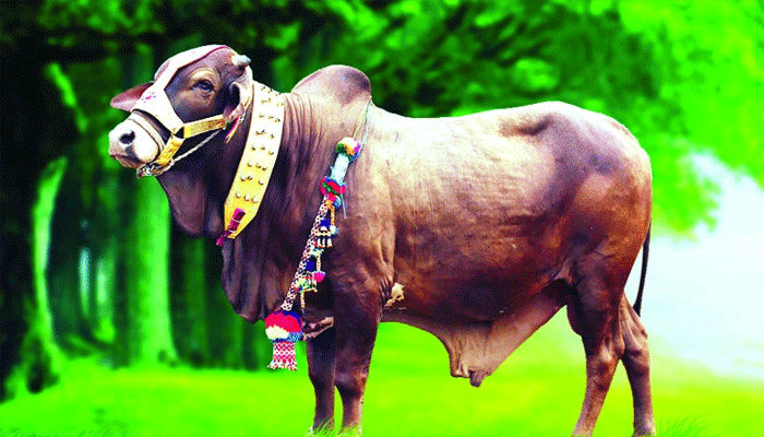 কোরবানির আগাম প্রস্তুতি শুরু কোরবানির আগাম প্রস্তুতি শুরু