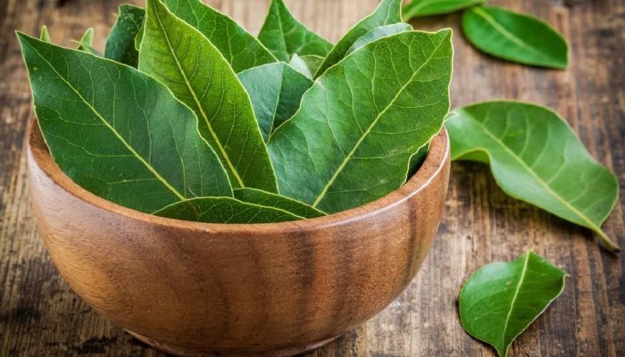 তেজপাতা শুধু পাতা নয়, আছে অনেক গুণাগুণ তেজপাতা শুধু পাতা নয়, আছে অনেক গুণাগুণ