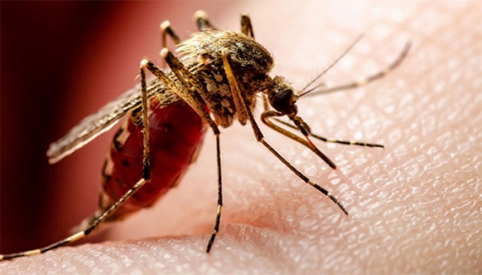 ডেঙ্গুতে আরও ৫ মৃত্যু, আক্রান্ত ৭০ হাজার ছুঁইছুঁই