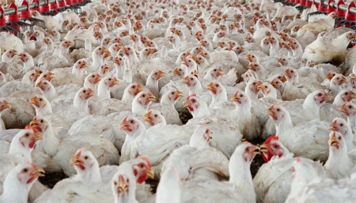 দাবি না মানলে শনিবার থেকে পোলট্রি খাত বন্ধের হুঁশিয়ারি দাবি না মানলে শনিবার থেকে পোলট্রি খাত বন্ধের হুঁশিয়ারি