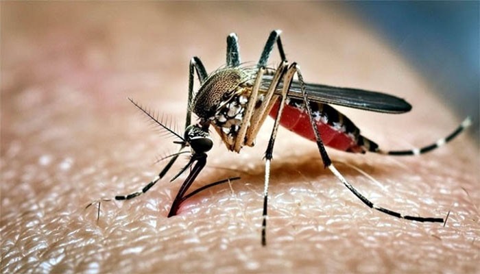 দেশে ডেঙ্গুতে আরো ৫ জনের মৃত্যু, হাসপাতালে ভর্তি ১১৬২