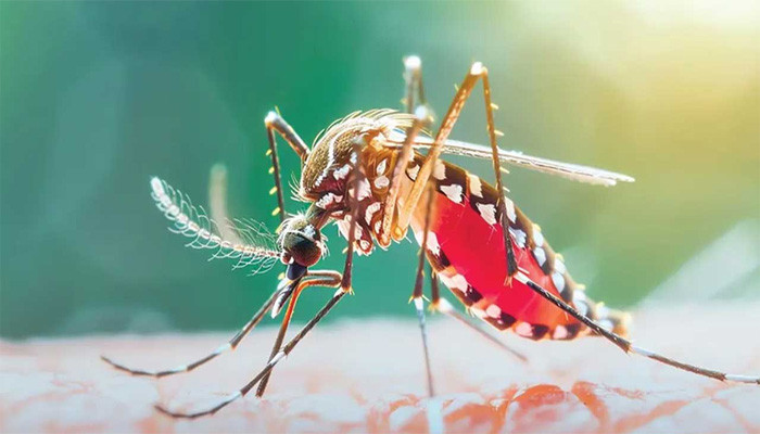 দেশে একদিনে ডেঙ্গুতে আরও ৫ জনের মৃত্যু