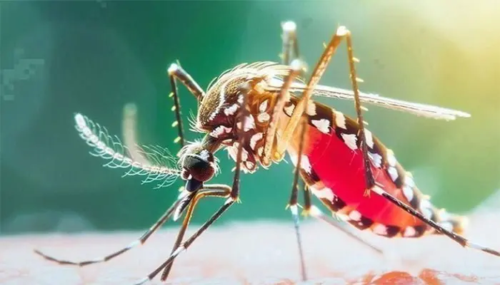 দেশে ডেঙ্গুতে আরও ৭ মৃত্যু, হাসপাতালে ১৮৭২