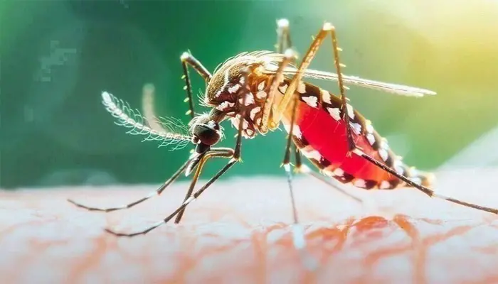 দেশে ডেঙ্গুতে আরও ৭ জনের মৃত্যু, হাসপাতালে ভর্তি বছরের সর্বোচ্চ ২ হাজার ২৪৯ জন
